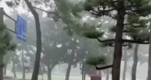 記事「雨宿りするシカたちが人と並ぶ光景に、海外から驚きと和みの声」のアイキャッチ