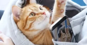 記事「「猫を抱っこしたままゲームしたい」を叶える猫ポケットパーカーが話題！「日本だけずるい」「500着ください」海外から羨望の声」のアイキャッチ